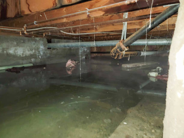 Best Water damage restoration process  in Fergus Falls, MN